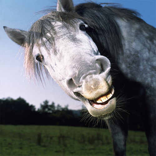 Smiling horse