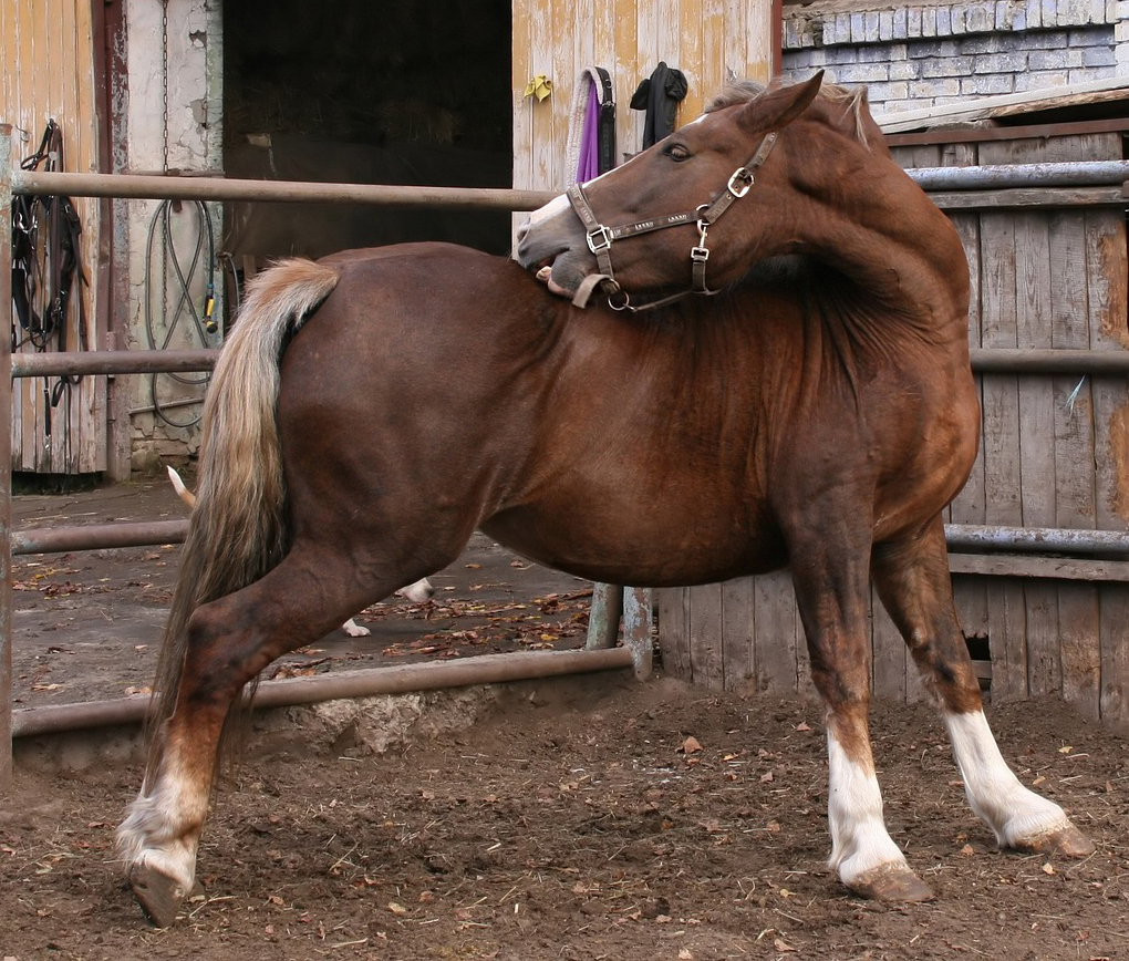 Horse bending to scratch back